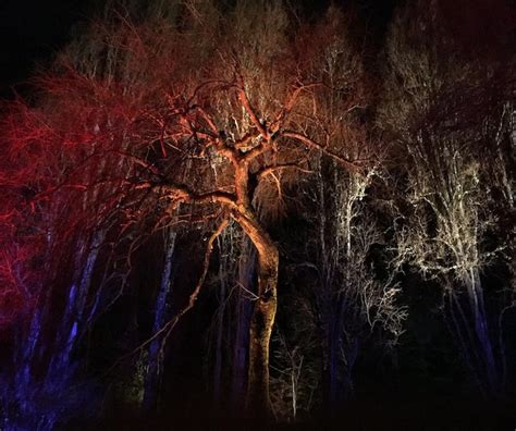 Rboles Desnudos En El Bosque Por La Noche Foto Premium