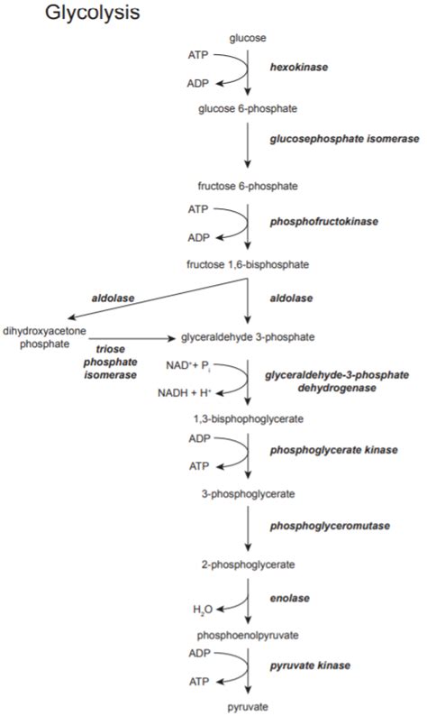 Glycolysis Diagram Diagram Quizlet