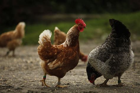 Salmonella in Pet Chickens Makes 611 Sick - NBC News