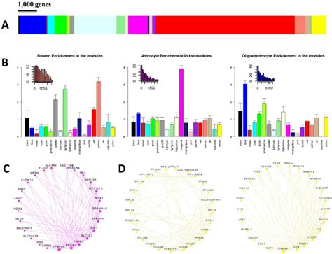 Weighted Gene Co Expression Network Analysis Wgcna Of Human Brain