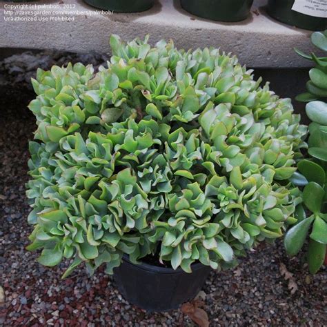 Crassula Ripple Jade A Comprehensive Guide To Care And Maintenance