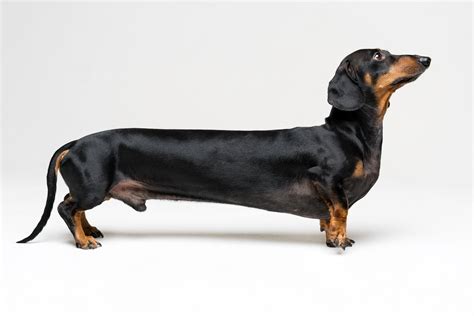 Pin by House of Pets on Dachshund | Baby dogs, Dogs, Fluffy dogs