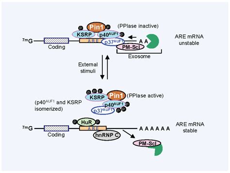 Biomolecules Free Full Text Regulation Of AU Rich Element RNA