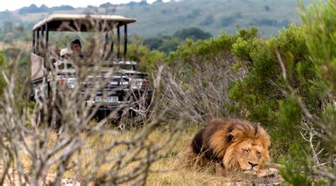 Kwantu Private Game Reserve Eastern Cape Businesses In Eastern Cape