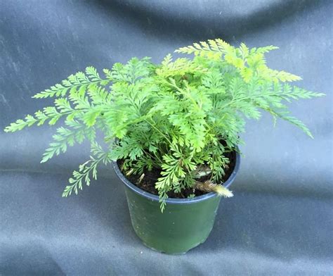 Amazon Rabbit Foot Fern Davallia Fejeensis Nice Plant Shipped