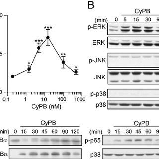 Cypb Inhibits Lps Induced Cytokine Production From Macrophages