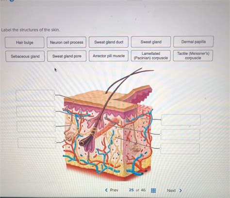 Solved Label The Structures Of The Skin Hair Bulge Neuron Chegg