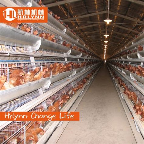 Poultry Farm Automatic Galvanized Tiers A Type Battery Egg Layer