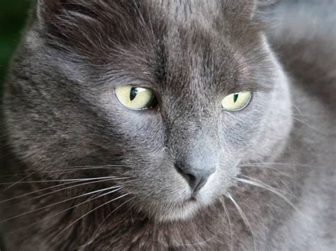 Les Plus Belles Races De Chats Gris