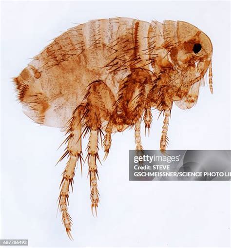 99 Human Flea Stock Photos, High-Res Pictures, and Images - Getty Images