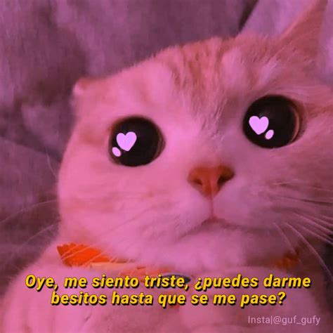 Gatitos Con Frases De Amor