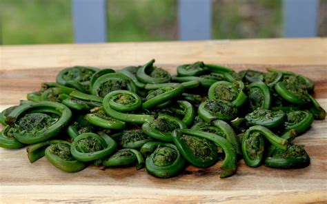 What Are Fiddlehead Ferns?