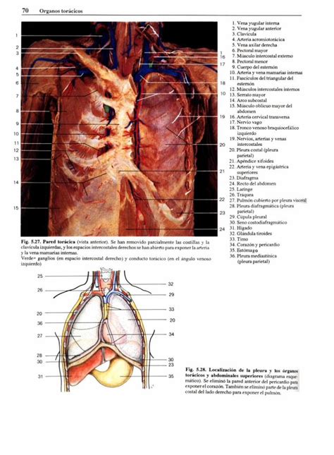 Pdf Atlas Fotogr Fico De Anatom A Del Cuerpo Humano Dokumen Tips