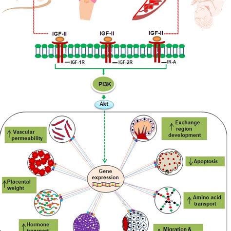 Color Online IGF II Potential Mechanism And Network Associations In