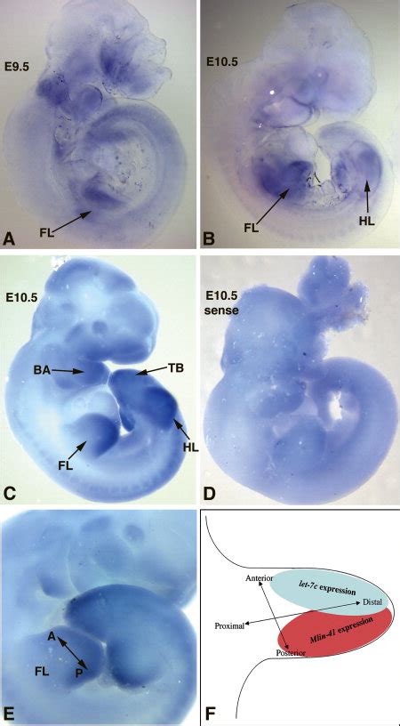 41 In Situ Hybridization Of Whole Mount Mouse Embryos A E9 5 Mouse