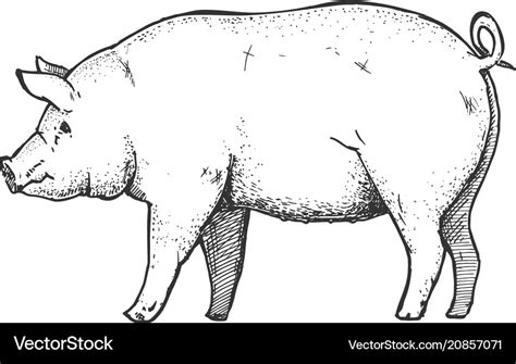 Hand drawn of pig Royalty Free Vector Image - VectorStock