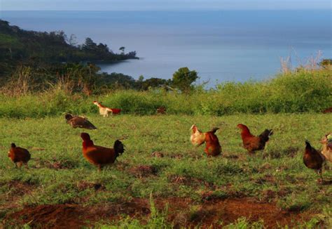 How Many Chickens Are On Kauai