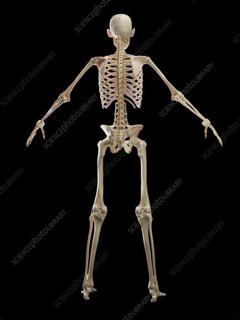 Male Skeletal System Illustration Stock Image F038 5168 Science Photo Library