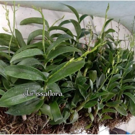 Jual PROMO ANGGREK DENDROBIUM SIAP BERBUNGA Sudah Knop Spike