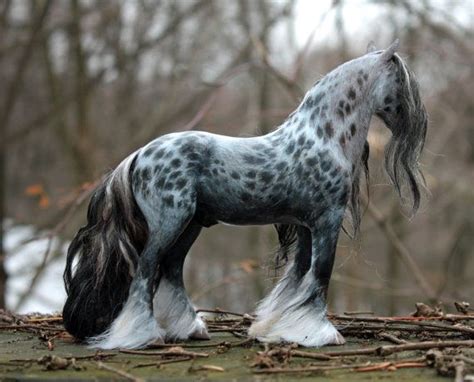 Pin On Gypsy Cob Horses