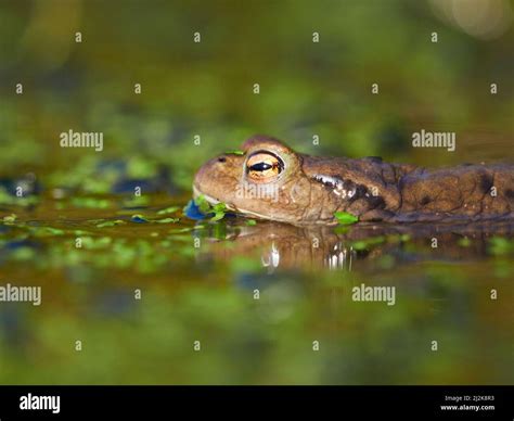 Close Up Of A Common Toad Bufo Bufo In The Water During Breeding