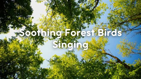 Soothing Forest Birds Singing Nature Sounds To Relax Study And