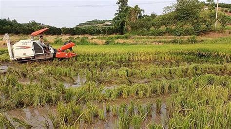 四川荣县374万亩水稻在抢收 25万亩再生稻正蓄留收割机新浪财经新浪网