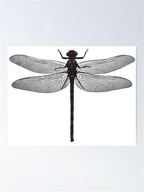 "Dragonfly realistic drawing" Poster for Sale by VinitaArt | Redbubble