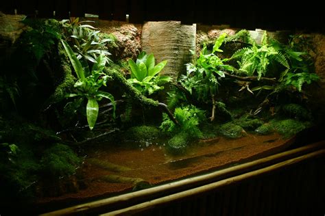 Fragile Forest Frogs Exhibits Singapore Zoo Green Chapter