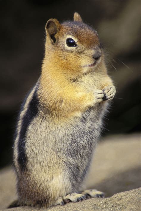 How To Tell If A Squirrel Is Male Or Female Sciencing