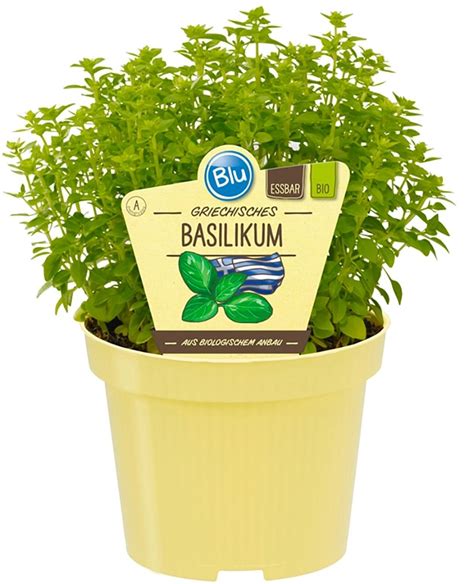 Blu Bio Griechisches Basilikum Topf Ca Cm Ocimum Kaufen Bei Obi