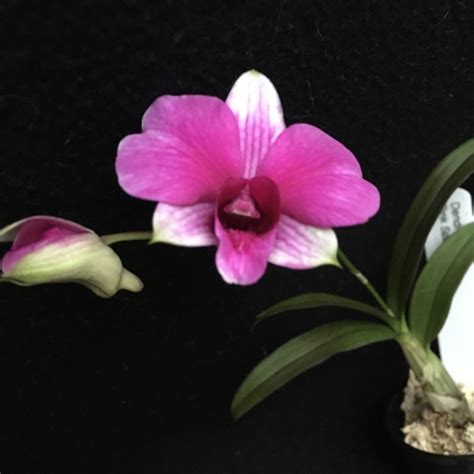 Dendrobium Pink Sparkle Olympic Orchids