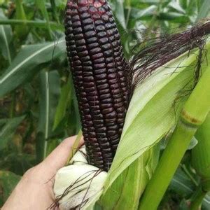 CYBEXIS Black Sweet Waxy Corn Seeds1000 Seeds Seed Price In India Buy