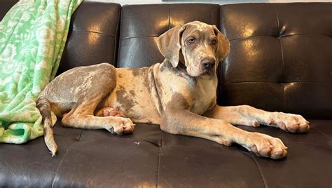 AKC Male Lilac Merle Tanpoint Great Dane Great Dane Puppies For Sale