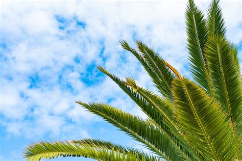 Hermosas Palmeras Verdes Contra El Cielo Soleado Azul Con Nubes De Luz