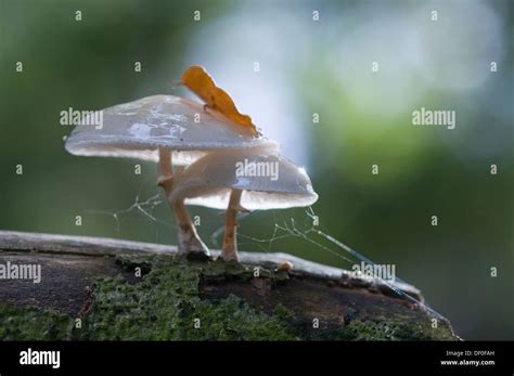 Porcelain Fungus Or Slimy Beech Cap Oudemansiella Mucida Tinner Loh