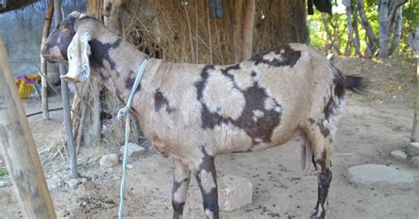 Sirohi Goats Breeding Purpose