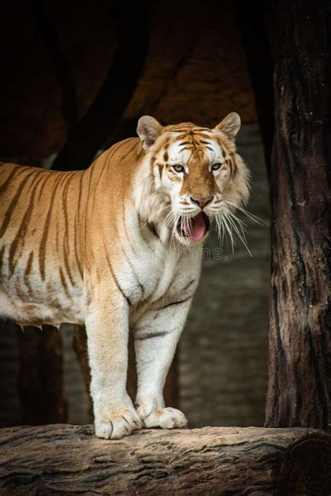 Golden Tabby Tiger Wallpaper