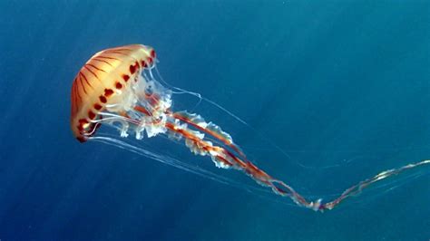 How Bad Is A Compass Jellyfish Sting? Unveiling Its Impact On Skin