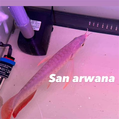 Jual Ikan Sr Unik Arwana Super Red Arwana Sr Itl Jakarta Timur San