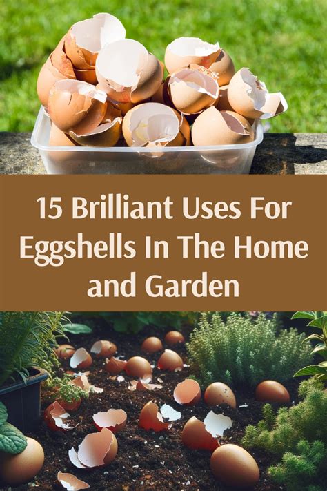 Brilliant Uses For Eggshells In The Home And Garden Garden Beds