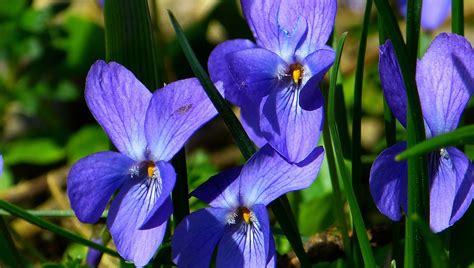 Frühlingsblüher Blumen im Wald bestimmen Eschenbach Optik