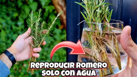 Cultiva un exuberante romero con facilidad Guía paso a paso para crear