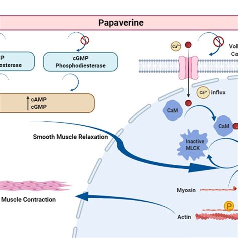 Mechanism Of Action Of Papaverine In Relaxation Of Cavernosal Smooth