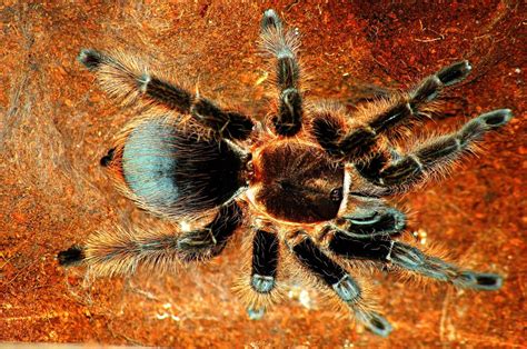 Honduran Curly Haired Tarantula Care The Herpetological Society Of