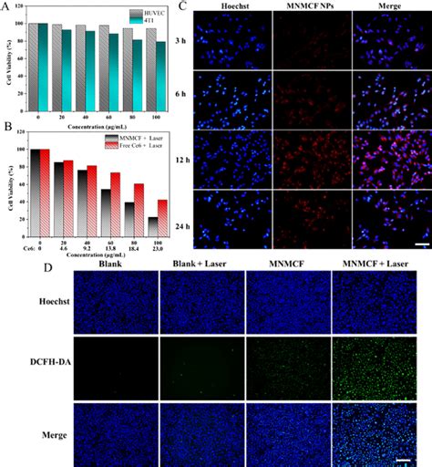 A Cell Viability Of 4t1 Cells After Treatment With Different