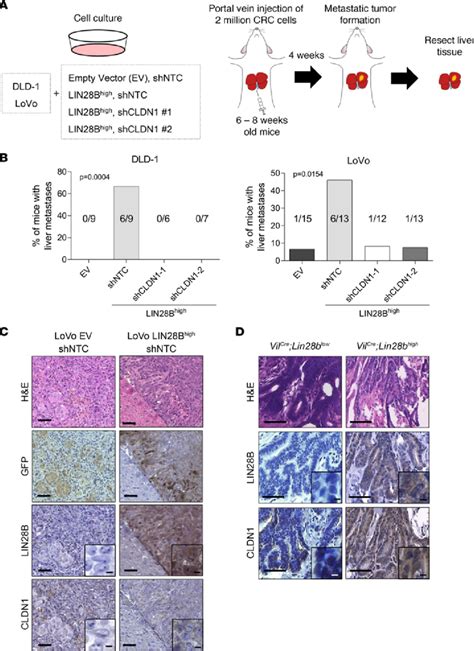 Lin28b Induced Cldn1 Upregulation Promotes Metastatic Liver Tumor