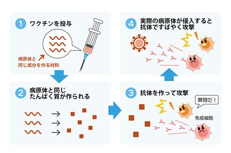 ワクチンは獲得免疫を利用した病気の予防法！仕組みや注意点とは？ やさしいlps