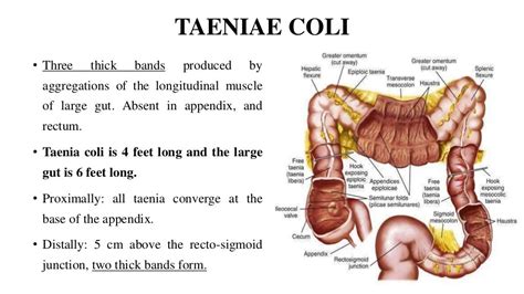 Large Intestine Caecum And Appendix Pptx