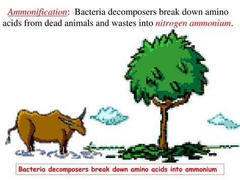 Ppt The Nitrogen Cycle Powerpoint Presentation Free Download Id